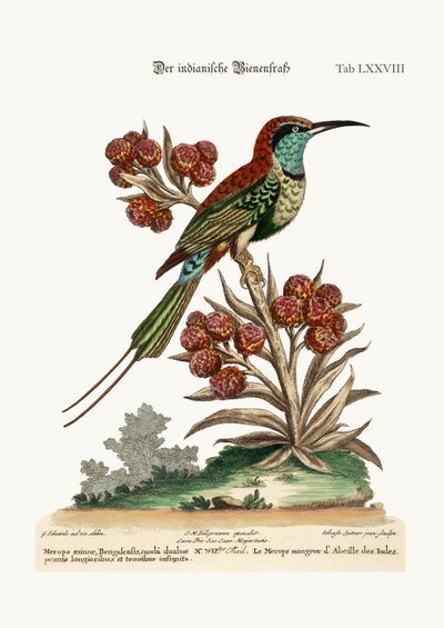 Der indische Bienenfresser, 1749-73 von George Edwards